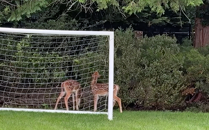 Fans enoyed seeing some deer - Mrs New Jersey - YouTube